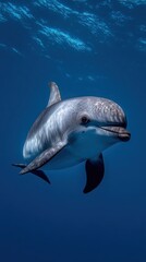 Graceful Dolphin Swimming in Clear Blue Ocean Water