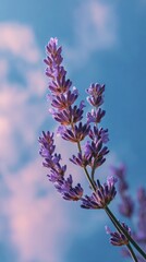 Lavender Flower Against Blue Sky with Soft Cloud Background