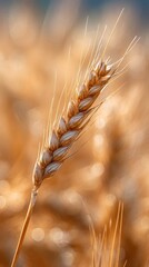 Close-up of Golden Wheat Ears Glowing Under Soft Natural Light