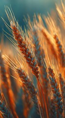 Golden Wheat Field at Sunset with Glowing Warm Light Effects