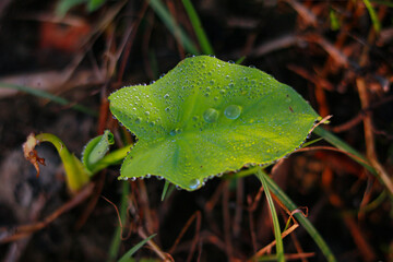 Fototapeta premium Water droplets on a green leaf of a gourd plant