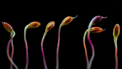 Tender shoots after seed germination