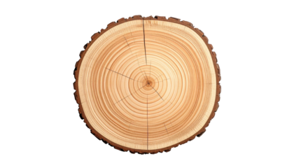 Tree ring cross-section on black. Shows growth rings, circular pattern, and bark edge