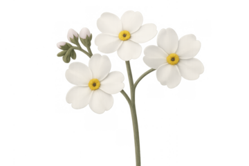 White flowers with yellow centers and closed buds on a stem, forming a soft botanical illustration. Transparent background