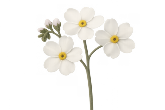 White flowers with yellow centers and closed buds on a stem, forming a soft botanical illustration. Transparent background