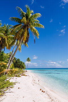 Empty tropical beach with palm tree in the Pacific, Polynesia