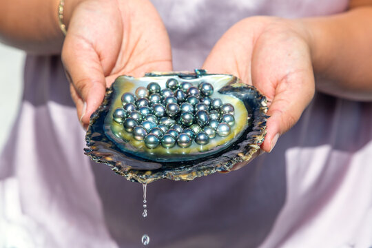 Black pearls of Tahiti in a oyster shell, French Polynesia