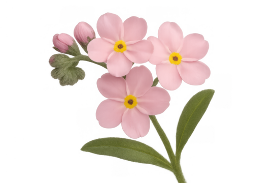Pink forget me not flowers blooming with buds and green leaves, a symbol of remembrance on transparent background