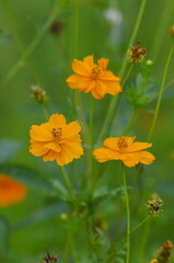 Cosmos sulphureus (Kibana-Cosmos), a perennial or annual plant of the genus Cosmos in the Aster family