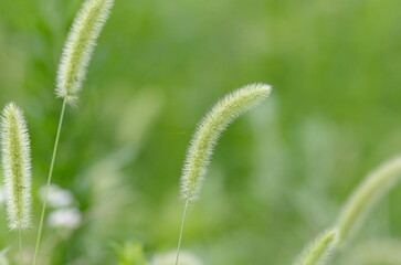 Enokorogusa (Setaria viridis), annual herbs of the family Poaceae, genus Enoglossa