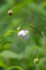 Lotus-flowered Anemonopsis (Renge-showma) [Anemonopsis macrophylla], a flower endemic to Japan, belonging to a monotypic genus. It is a perennial plant in the Ranunculaceae family, genus Anemonopsis