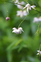 Lotus-flowered Anemonopsis (Renge-showma) [Anemonopsis macrophylla], a flower endemic to Japan, belonging to a monotypic genus. It is a perennial plant in the Ranunculaceae family, genus Anemonopsis
