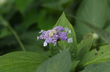 Tama-ajisai (Tama hydrangea) [Hydrangea involucrata] ,  a deciduous shrub belonging to the Hydrangeaceae family and Hydrangea genus