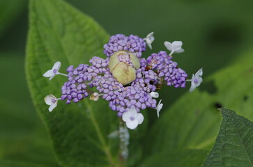 Tama-ajisai (Tama hydrangea) [Hydrangea involucrata] ,  a deciduous shrub belonging to the Hydrangeaceae family and Hydrangea genus