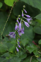 Hosta sieboldiana (Oba-giiboshi):  a perennial plant belonging to the genus Hosta within the Agavaceae subfamily.