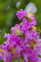 Sarusuberi (Lagerstroemia indica), plant in the genus Lagerstroemia of the family Lythraceae.