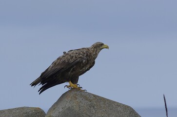 White‐tailed eagle (Ojiro-wasi):[Haliaeetus albicilla] , a bird classified in the family Accipitridae, genus Haliaeetus. 