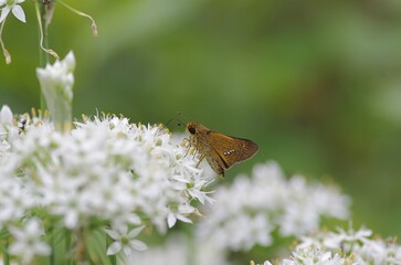 Straight Swift (Ichimonji seserri)  [Parnara guttata] and and garlic chive flowers