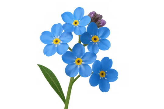 Forget-me-not flowers blooming, displaying delicate blue petals with yellow centers, green stem and translucent background