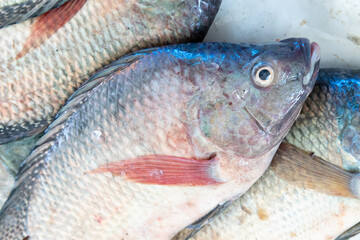 Fresh Fish at Local Market Displayed on Ice with Natural Light.