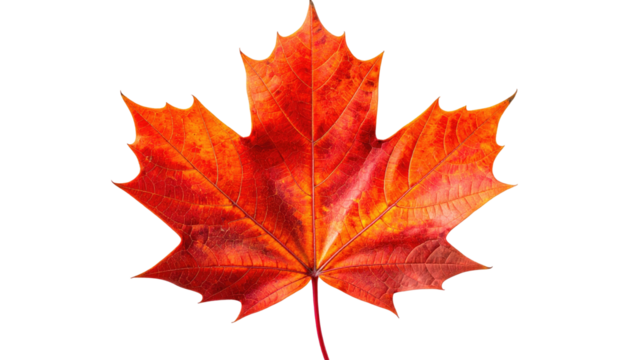 Vibrant maple leaf in autumn colors, isolated on a black background, showing intricate veining and textured surface