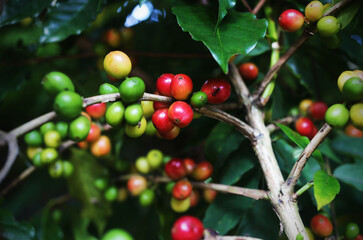 Ripe Red coffee bean berry plant fresh seed coffee tree growth in green eco organic farm. Close up red ripe seed robusta arabica berries harvest for coffee garden. Fresh coffee bean green leaf bush