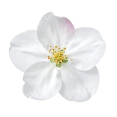 A close-up of a delicate white flower with multiple petals on a white background