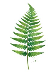 A detailed watercolor illustration of a vibrant green fern frond