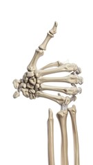 A detailed illustration of the bones and skeletal structure of a human hand