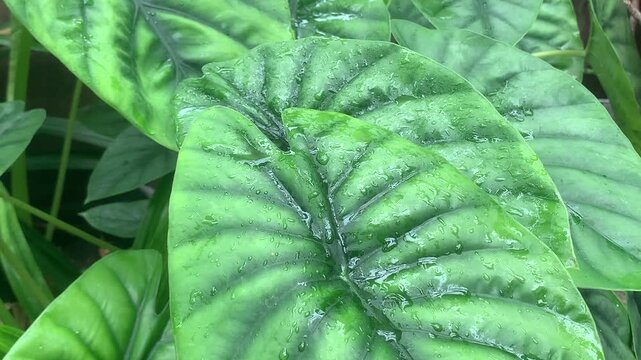 Close-up Alocasia 'Silver Dragon' Leaves with Raindrops and Natural Rain Sound. Exotic Houseplant Foliage
