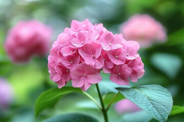 Fototapeta premium Close-up of a vibrant pink hydrangea flower cluster with green leaves and a soft blurred green and pink floral background