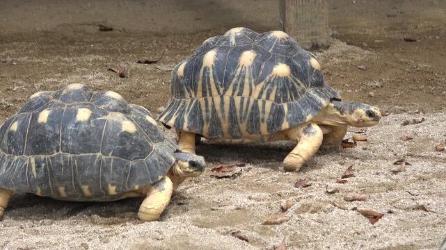 Two Endangered Radiated Tortoises Walking Slowly. 4K  