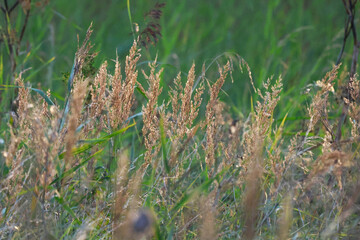 Even simple sand in a meadow can be beautiful.