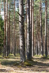 Obraz premium Explore the tranquil beauty of a dense pine forest, where towering trees create a serene atmosphere. Perfect for nature lovers and outdoor enthusiasts seeking peace.