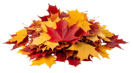 A vibrant pile of autumn maple leaves in red yellow and orange against on transparent background.