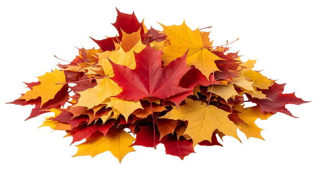A vibrant pile of autumn maple leaves in red yellow and orange against on transparent background.