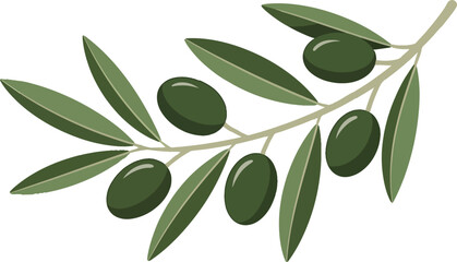 Branch with ripening green olives and elongated leaves botanical natural food ingredient organic
