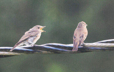Little birds are sitting on an electric wire and are screaming at each other hungrily.
