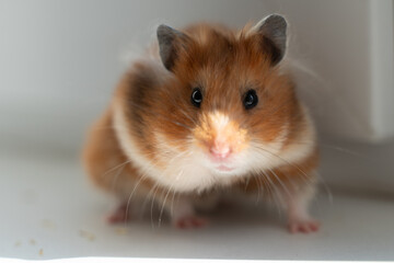 Hamster pet rodent close-up portrait with dark eyes and light brown fur on a simple white background with copy space