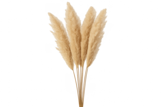 Dried pampas grass bouquet with fluffy plumes on transparent background - Powered by Adobe