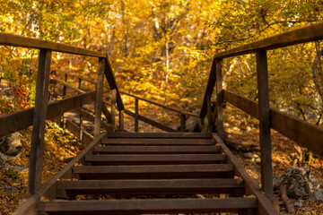 Wooden stairs autumn forest fall foliage pathway ascending through vibrant woods beautiful tranquil season