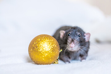 Rat Ornament Christmas Decoration - A black rat sits next to a golden Christmas ornament on a white background. The image is likely for a holiday-themed advertisement or social media post.