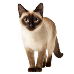 Siamese cat png blue eyes cat png sleek cat png full body cat png cream cat png siamese breed png pointed cat png purebred cat png standing cat png transparent background image