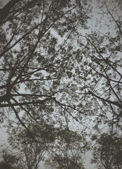 Silent Mountains Beneath the Trees