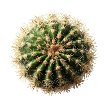 Copiapoa cactus png cactus top view png succulent cactus png desert cactus png round cactus png barrel cactus png cactus plant png spiny cactus png transparent background image