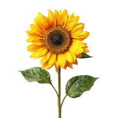 Obraz premium Sunflower png standing sunflower png yellow sunflower png sunflower bloom png single sunflower png sunflower flower png bright sunflower png sunflower plant png transparent background image