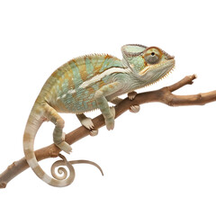 Obraz premium Chameleon side view full body isolate on transparent background