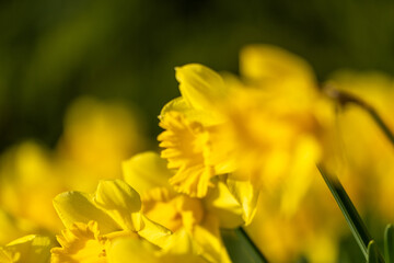 A field of yellow daffodils with green stems. The flowers are in full bloom and are arranged in a neat row. Concept of beauty and tranquility.