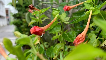 A view of several red Mirabilis jalapa (Four O'clock Flower) buds hanging among wet green leaves after a rain shower, with a focus on the water droplets still clinging to the petals.