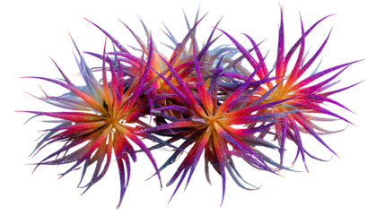 Vibrant Floral Burst: A close-up showcases a cluster of spiky, vibrant, multi-colored plants, resembling a striking floral arrangement with sharp, elongated petals. 
